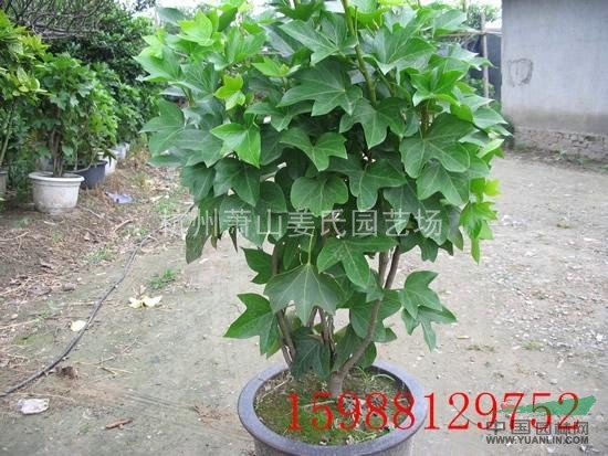 熊掌木 八角金盘