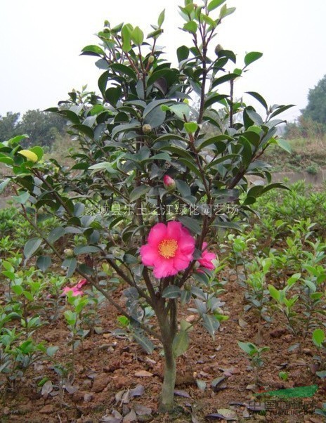 茶梅 优质绿化苗木 茶梅 茶梅色块 茶梅球 茶梅树 茶梅图片