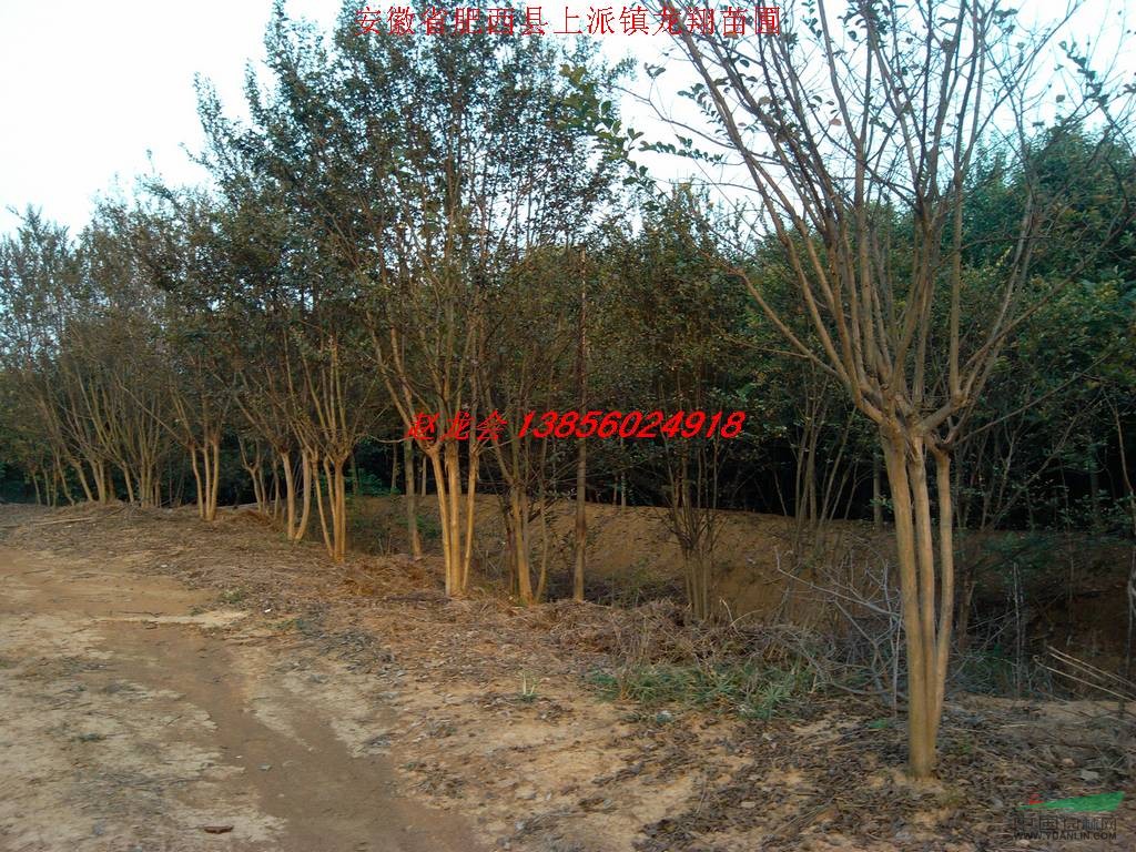 供应 丛生紫薇 丛生大叶女贞基地_种植厂家_产地报价