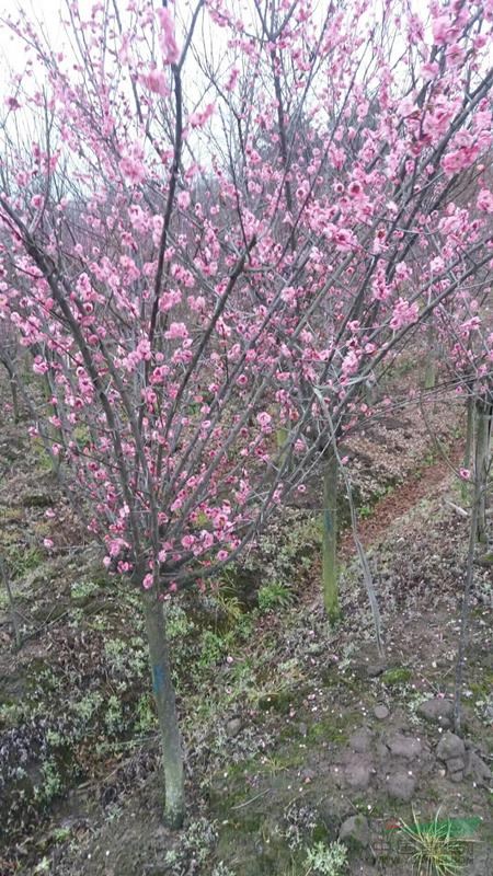 红梅,梅花基地_种植厂家_产地报价单_嵊州市诚农苗木场