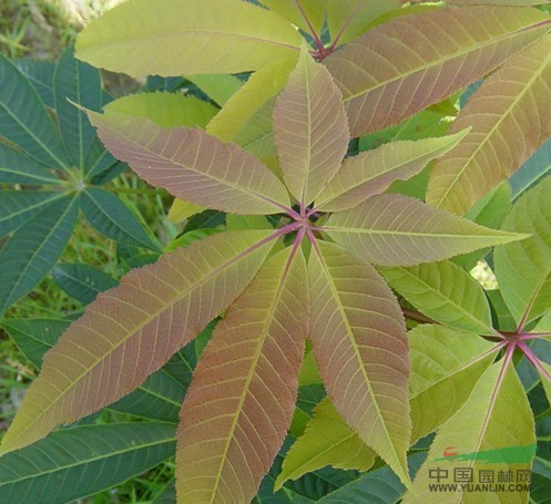 江苏沭阳低价批发红花七叶树种子