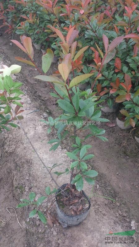 浙江风情石楠大杯苗_浙江视频石楠大杯苗v风情微山湖红叶红叶图片