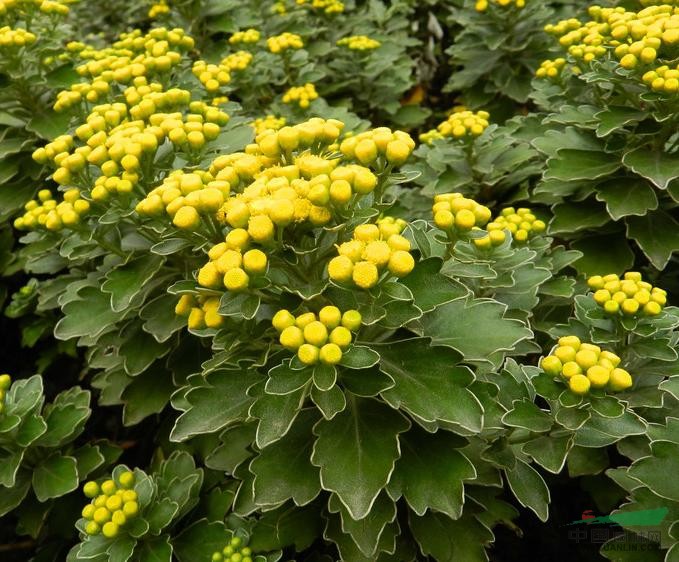 直销各种草花 亚菊,福禄考,黄金菊