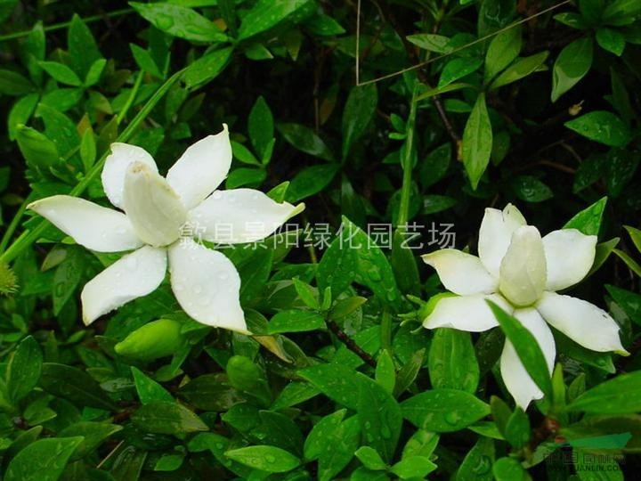 小叶栀子(别名 雀舌栀子,小花栀子,雀舌花 小叶栀子球