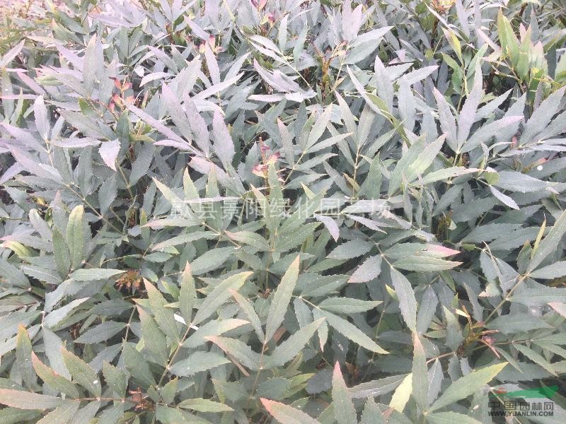 狭叶十大功劳,细叶十大功劳