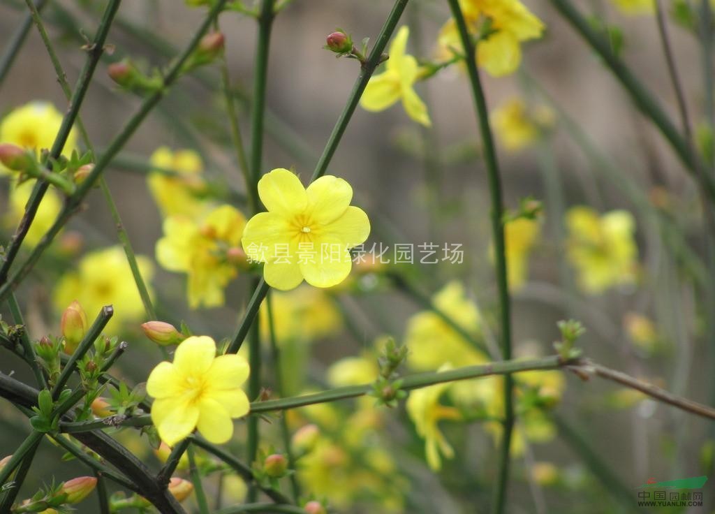 迎春 别名:金腰带,串串金,云南迎春,大叶迎春,金梅,迎春柳