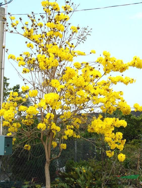 黄花风铃木