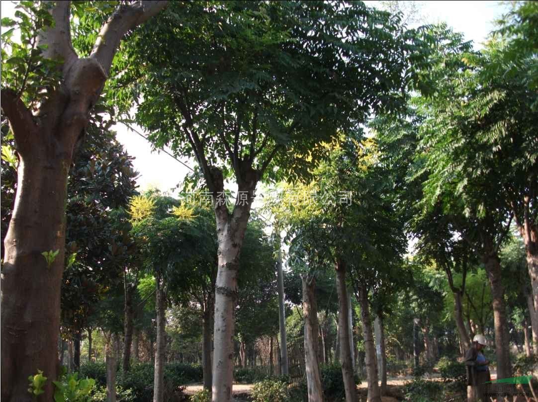河南北京栾树供应 出售河南北京栾树 河南北京栾树行情