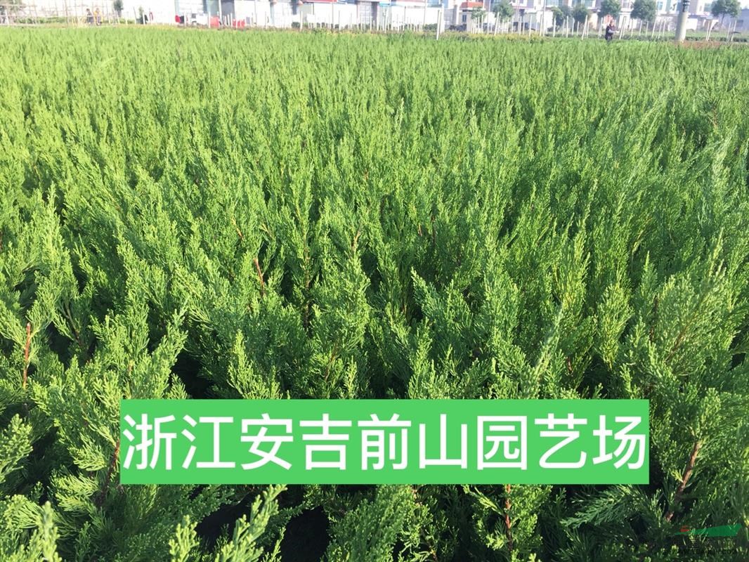 浙江安吉前山园艺场 更多色块小苗供应如下: 海桐,水蜡,龙柏,毛娟,春娟,夏娟,紫鹃,茶梅,韭兰,葱兰,迎春,南天竹,金丝桃,金丝梅,八仙花,熊掌木,六月雪,绣线菊,花叶蔓,扶芳藤,爬山虎,一叶兰,常春藤,黄棣棠,矮紫薇,黄金条,月月红,金钟花,洒金柏,红瑞木,红叶石楠,红花继木,金森女贞,金叶女贞,大叶黄杨,瓜子黄杨,金边黄杨,日本女贞,十大功劳,小叶栀子,大叶栀子,丰花月季,红叶小檗,紫叶小檗,金禾女贞,银边黄杨,雀舌黄杨,银姬小蜡,龟甲冬青,无刺构骨,云南黄馨,花叶连翘,青叶连翘,花叶锦带,普通锦带