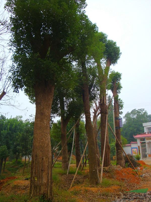 供应香樟树,油茶树,椤木石楠,栾树,红果冬青,无患子