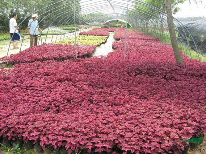 沿阶草,菊花,国庆菊,彩叶草,一串红