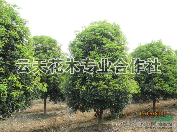 华东地区最大的红花木莲