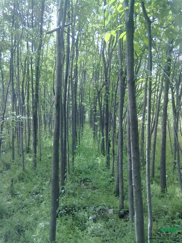 大量1-30公分杜仲基地_种植厂家_产地报价单_清源苗木基地