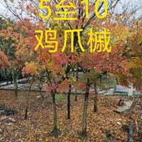 点击查看大图
