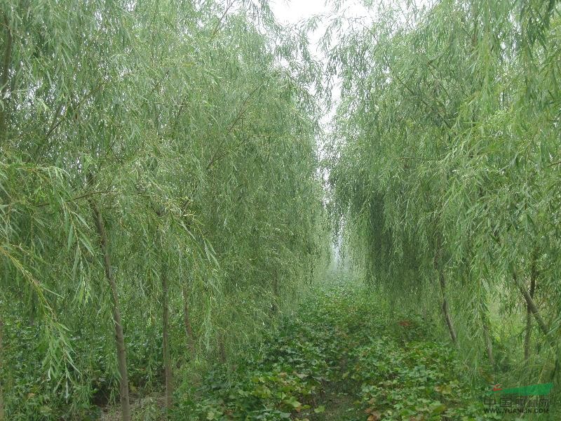 山东垂柳