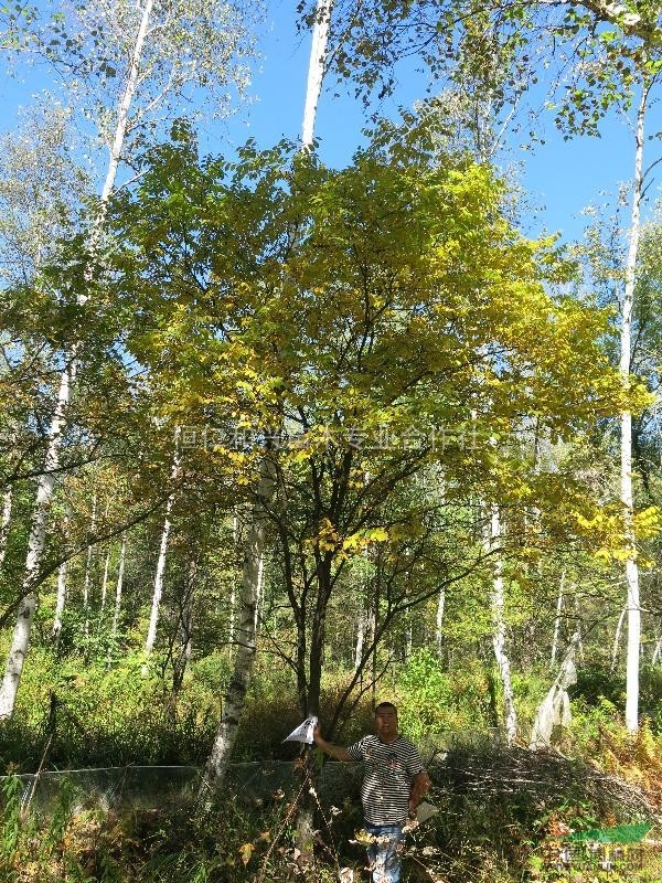 供应胸径5-20cm山槐树 丛生山槐树基地_种植厂家_产