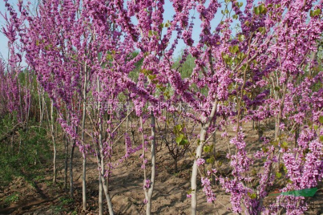 丛生紫荆.日本矮紫樱