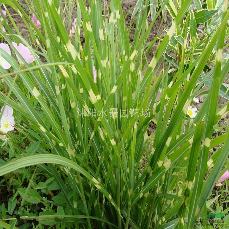 江苏斑叶芒 种种芒草 沭阳斑叶芒 斑叶芒基地 斑叶芒批发价钱