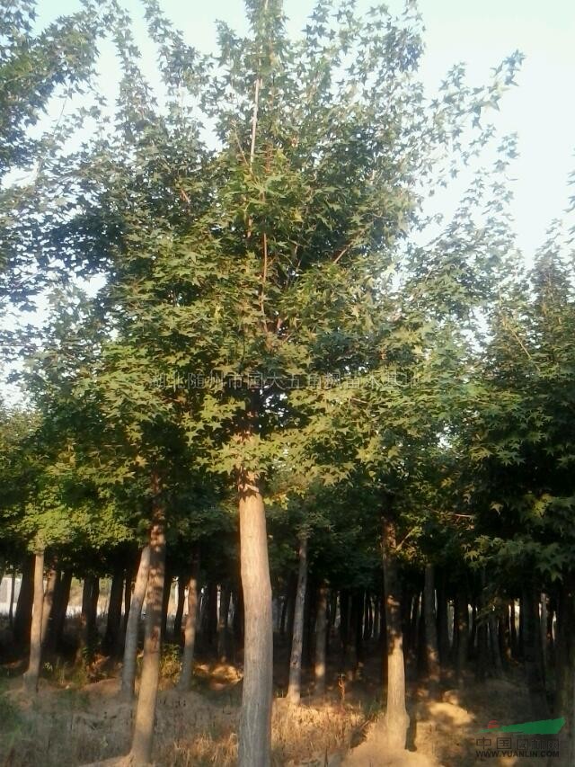 湖北三角枫14信息 - 苗木供应信息 - 湖北随州市国大