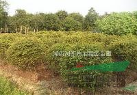 湖南火棘球