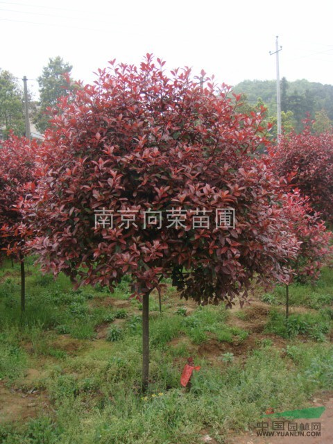 独杆红叶石楠 供 应 商:南京向荣苗圃 发布时间