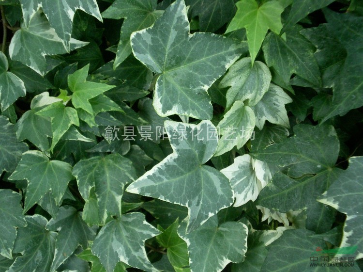 常春藤,长春藤,中华常春藤,花叶常春藤,银边常春藤