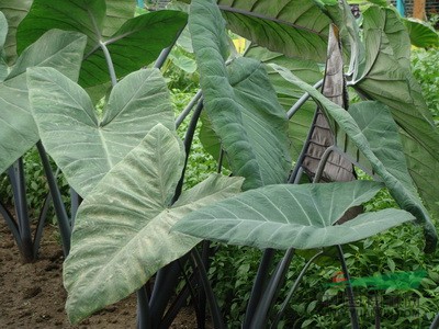 各种水生植物 紫芋 野芋