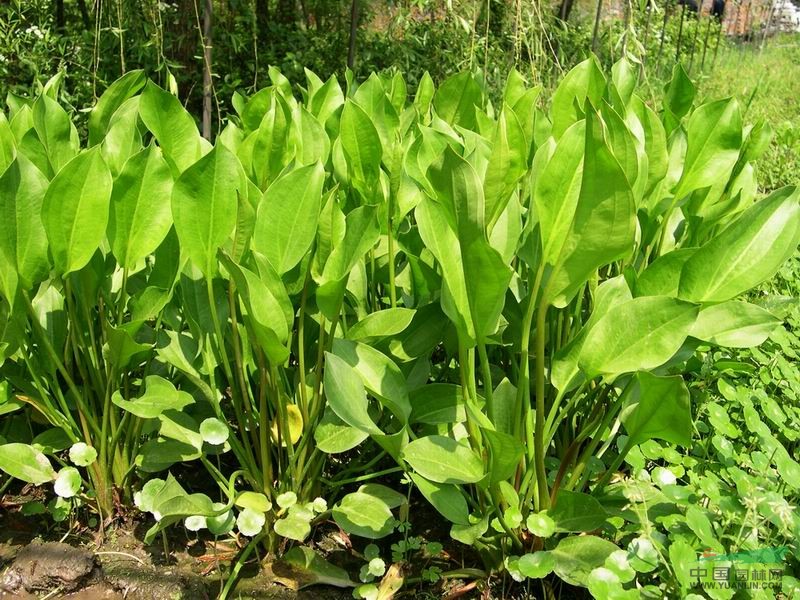 各种水生植物 泽泻