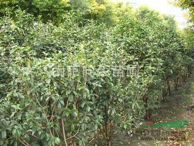5公分桂花树价格 独杆丛生桂花报价 江苏桂花树价格表