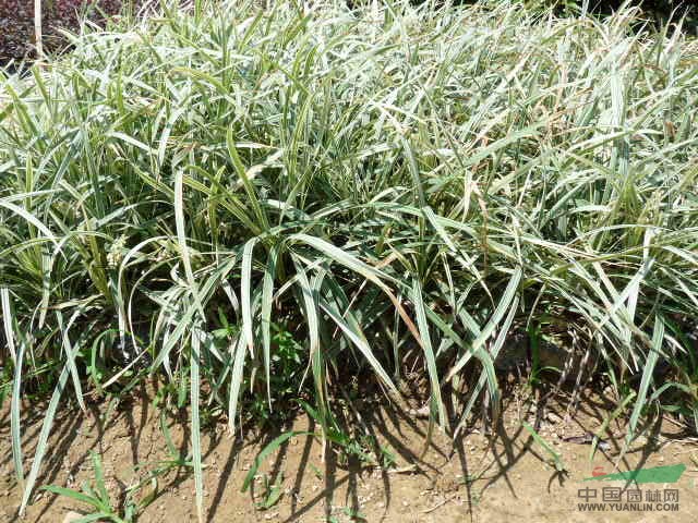 银边草报价/福建银边草报价