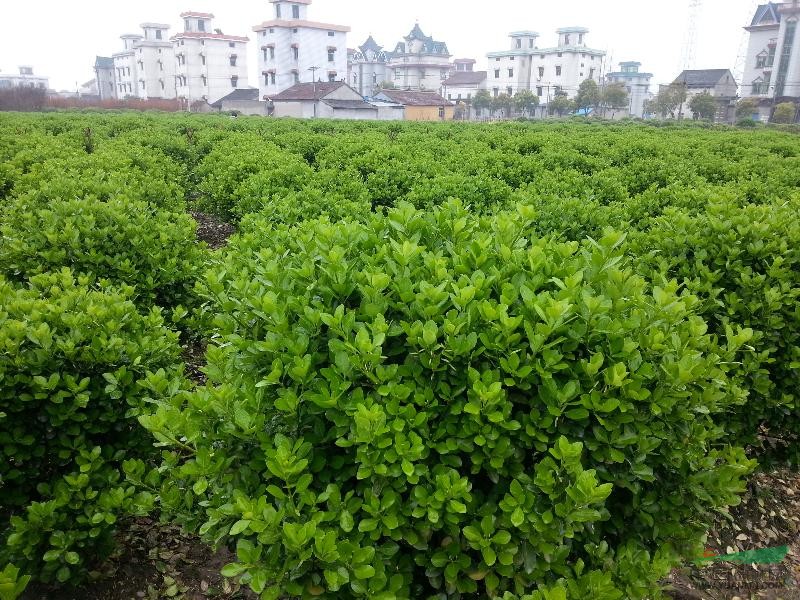 出售大叶黄杨大球,海桐球图片