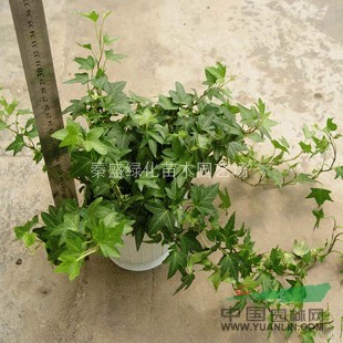卫矛,大叶扶芳藤,小叶扶芳藤