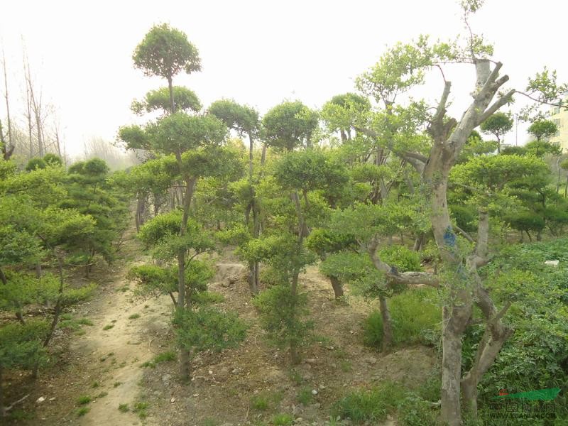 供应大叶女贞,小叶女贞,金叶女贞,女贞造型图片