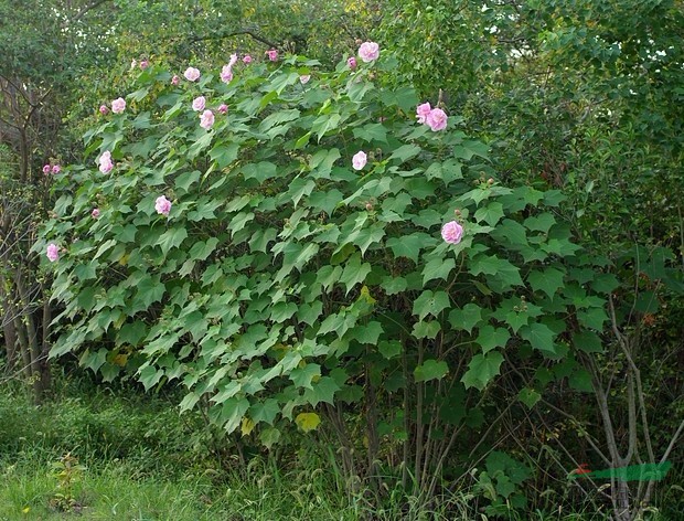 木芙蓉图片木芙蓉报价