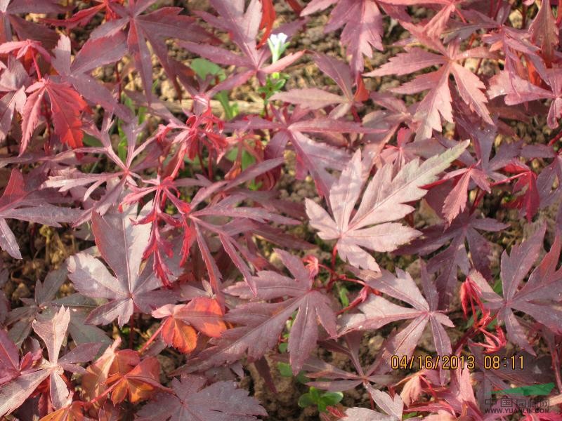 红枫芽苗图片_新昌常青园艺场_中国园林网