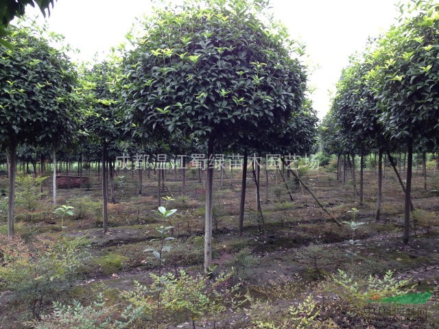 四川成都高杆桂花 成都温独干桂花 成都桂花 温江苗木批发基地