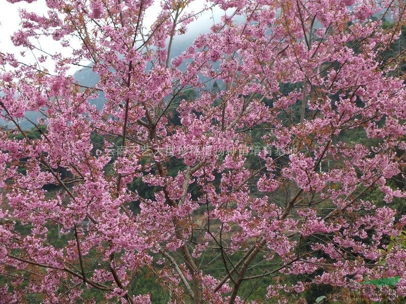 供应云南冬樱花种子,冬樱花苗木出售