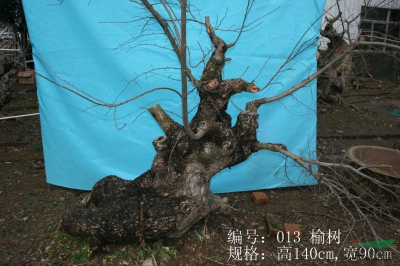 榆树,古桩盆景,高140cm,宽90cm新报价8万