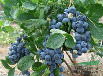 蓝莓苗蓝莓种植技术吉塞拉砧木樱桃苗种植方法