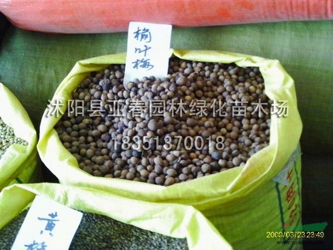 江苏榆叶梅种子,榆叶梅种苗,又名:榆梅,小桃红,榆叶鸾枝.