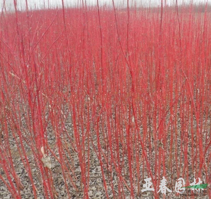 红瑞木种子,沭阳亚春园林优质红瑞木,别称:凉子木,红瑞山茱萸