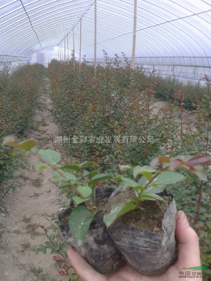 扦插红火箭紫薇小苗