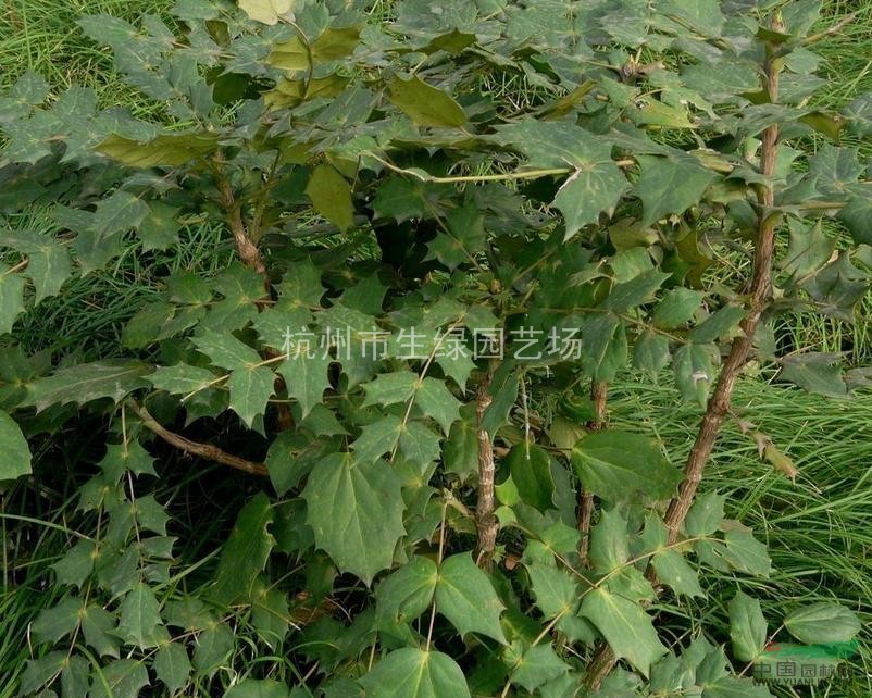 十大功劳,萧山十大功劳