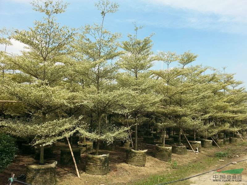 广东佛山花叶榄仁图片花叶榄仁报价锦叶榄仁 __广东图片