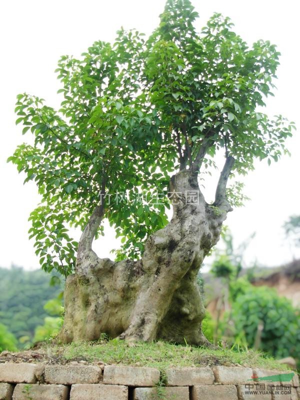 供应重阳木 重阳木树苗 重阳木苗木