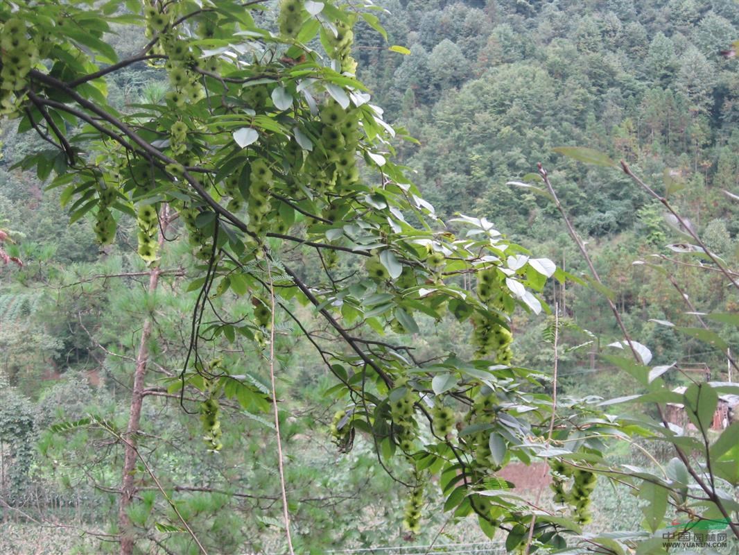 销售青钱柳苗,湖北宜昌青钱柳苗,青钱柳苗价格,青钱柳