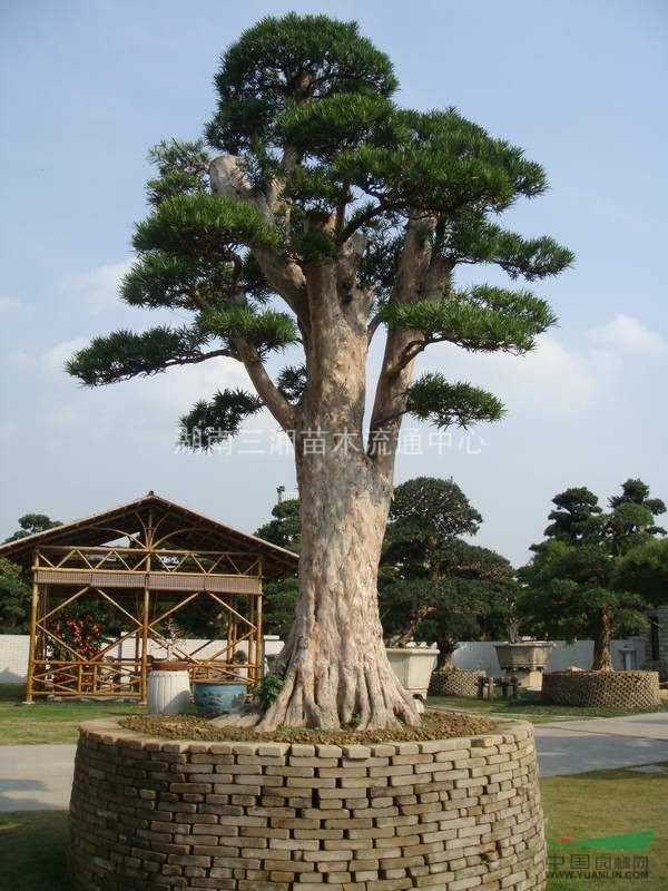 造型罗汉松,红花继木桩,移植香樟.