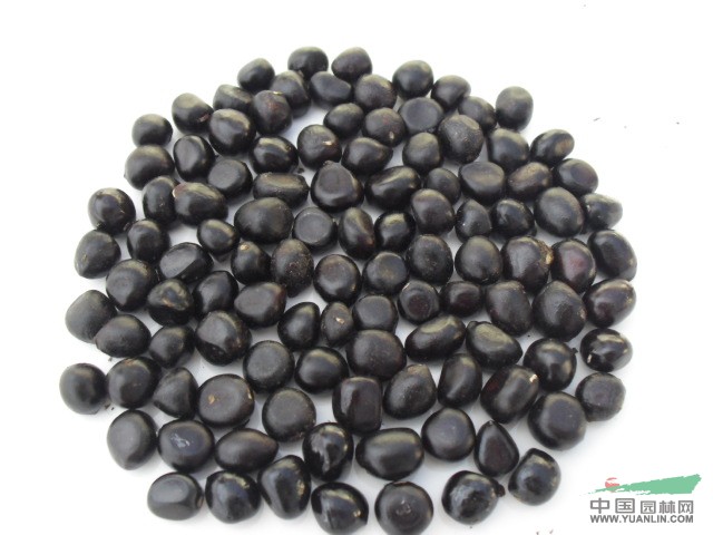 供应大量油用牡丹籽、油用牡丹苗_供应大量油618平面磨床图片