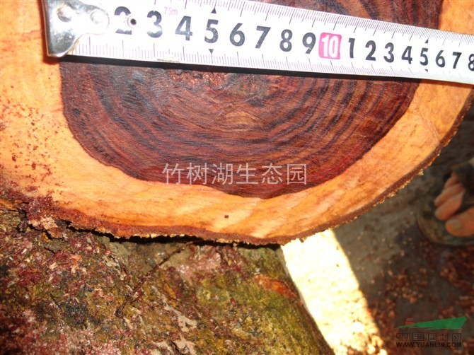 潮州供应海南黄花梨报价/海南黄花梨供应(降香黄檀)心材.树头,原木.