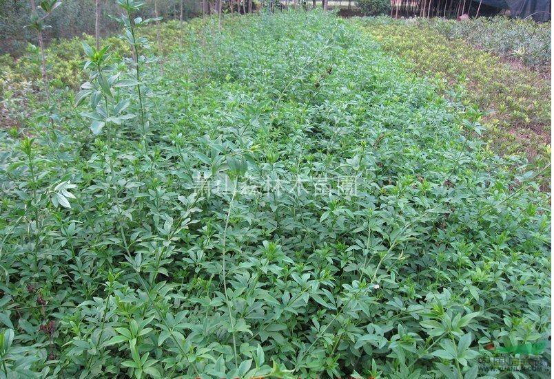 黄馨球p40-80,另有黄馨、迎春、云南黄馨色块苗h40-120(盆栽、地栽都有),枝条粗壮,注重水肥管理,叶子密实。专业工人挖苗,土球结实。 本苗圃有三大基地: 萧山区党山镇基地、萧山义桥基地、绍兴镜湖新区齐贤基地,总共面积约1200余亩,专车接送看苗(提前电话告知安排),严管起苗至发货各环节,保质保量。 本苗圃主产以下四大类: 精品球类:每年经多次修剪,枝条密实,球形圆整,田土苗土球不易破损。 金森女贞球、金叶女贞球、红花继木球、红叶石楠球、海桐球、大叶黄杨球等,规格从冠幅40厘米到3米都有; 柱形苗